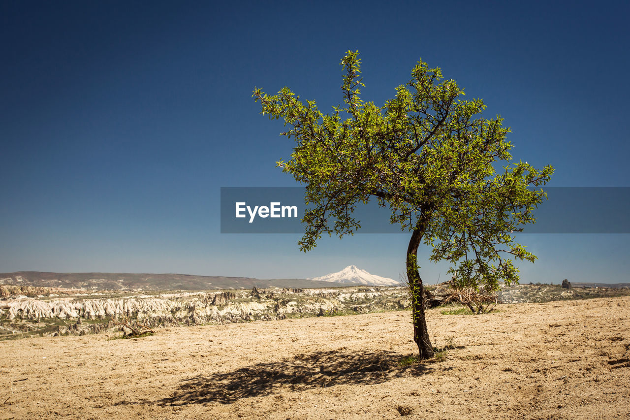 PLANT ON FIELD AGAINST CLEAR SKY