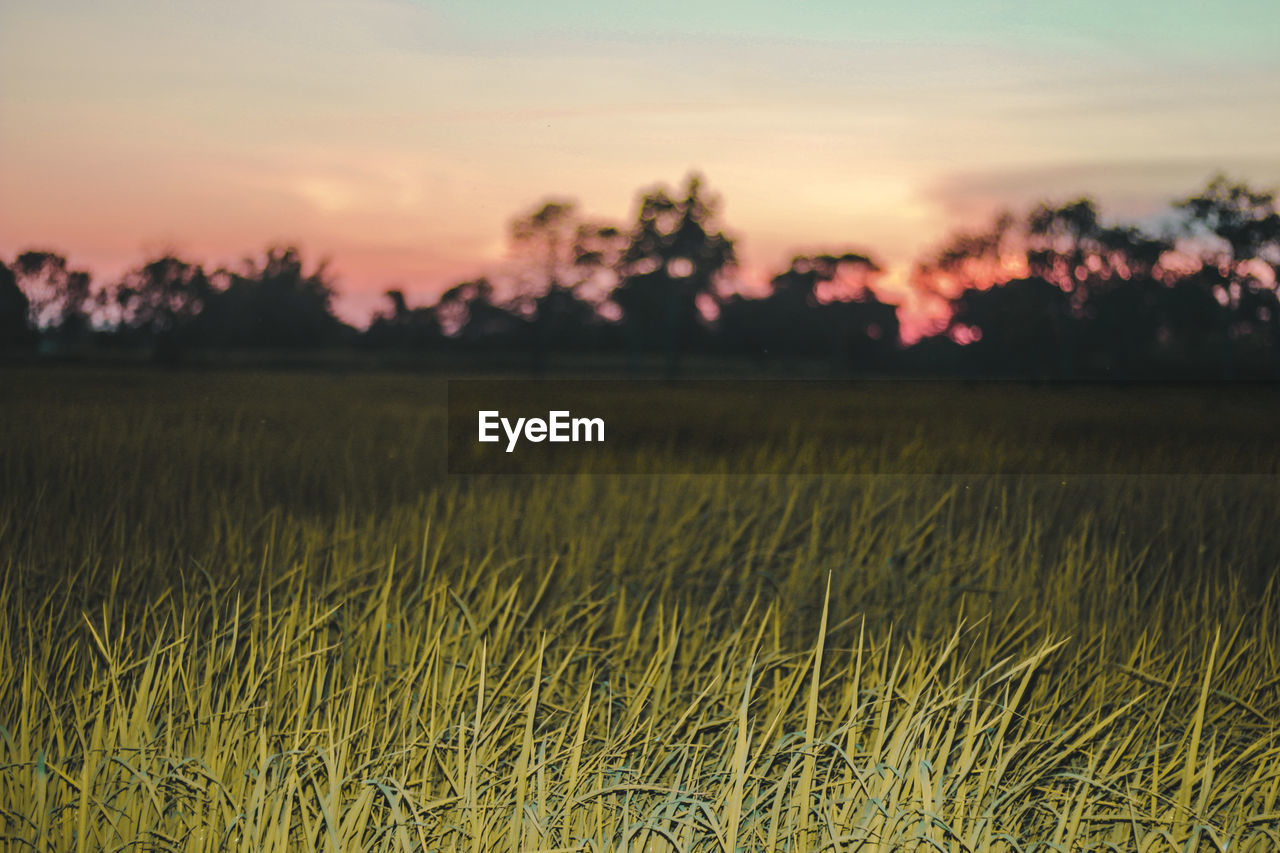 Scenic view of field against sky during sunset