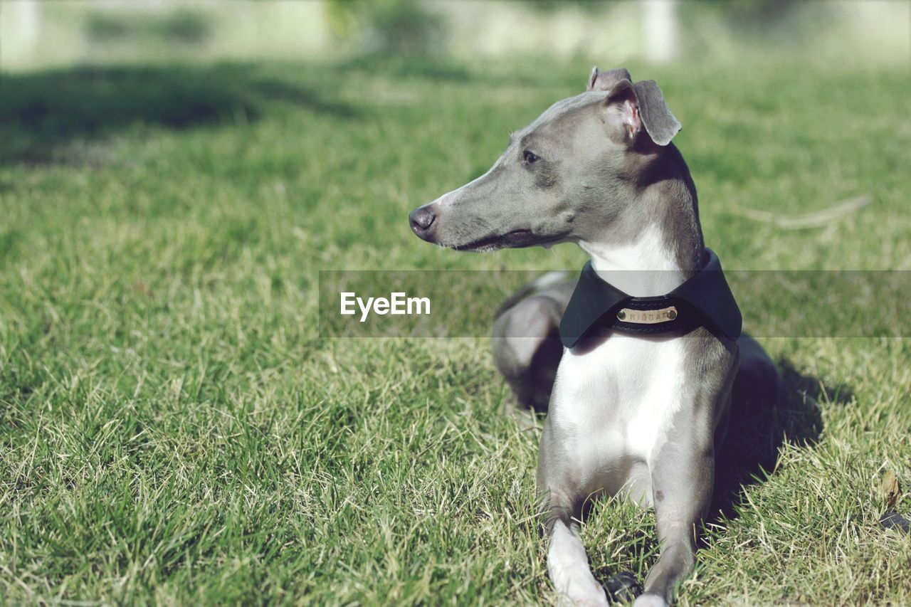 Dog looking away on grassy field