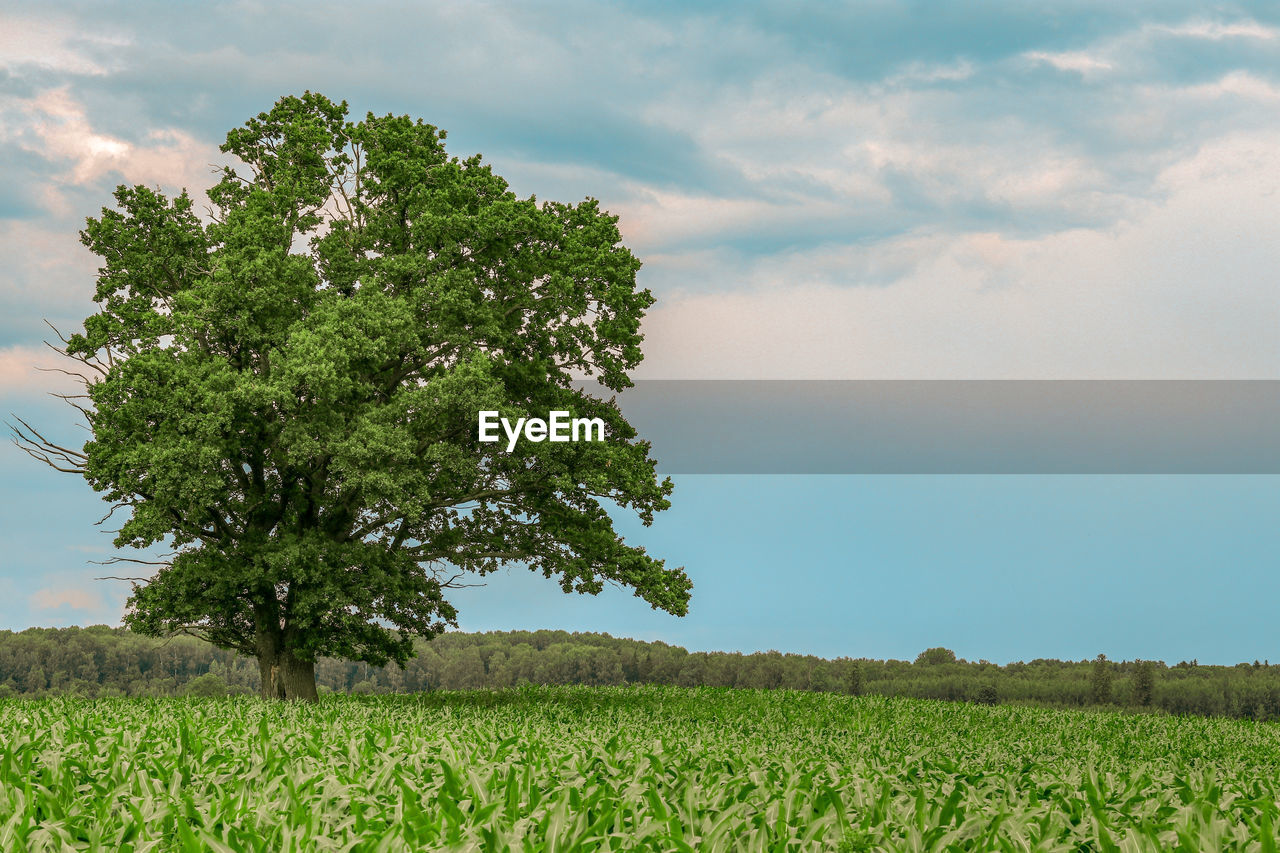 SCENIC VIEW OF VINEYARD AGAINST SKY