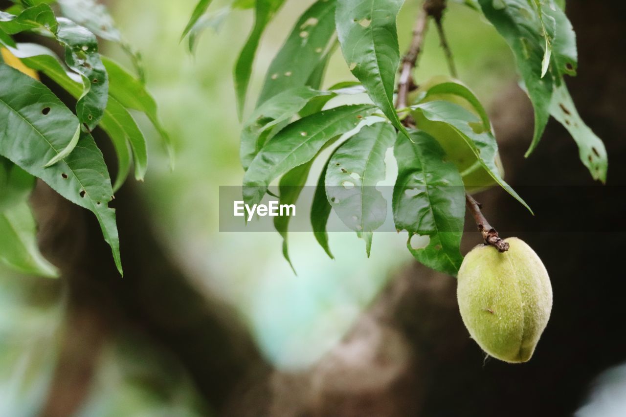 fruit, food, food and drink, green, healthy eating, plant, leaf, plant part, branch, tree, nature, produce, freshness, growth, wellbeing, agriculture, no people, flower, close-up, organic, outdoors, ripe, fruit tree, citrus fruit, lemon, hanging, juicy, environment, selective focus, lemon tree, beauty in nature, macro photography, social issues, vegetable, focus on foreground, crop, day