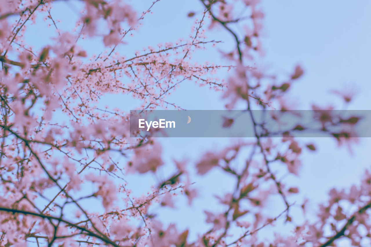 Low angle view of cherry blossoms against sky