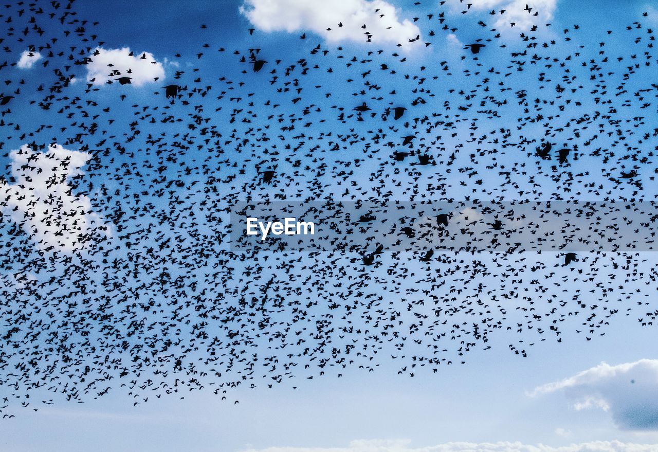 Low angle view of silhouette birds flying against sky