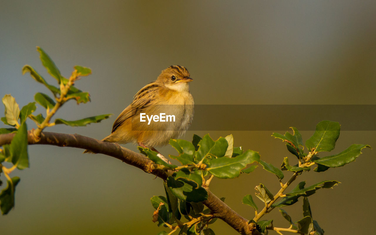 BIRD PERCHING ON A PLANT