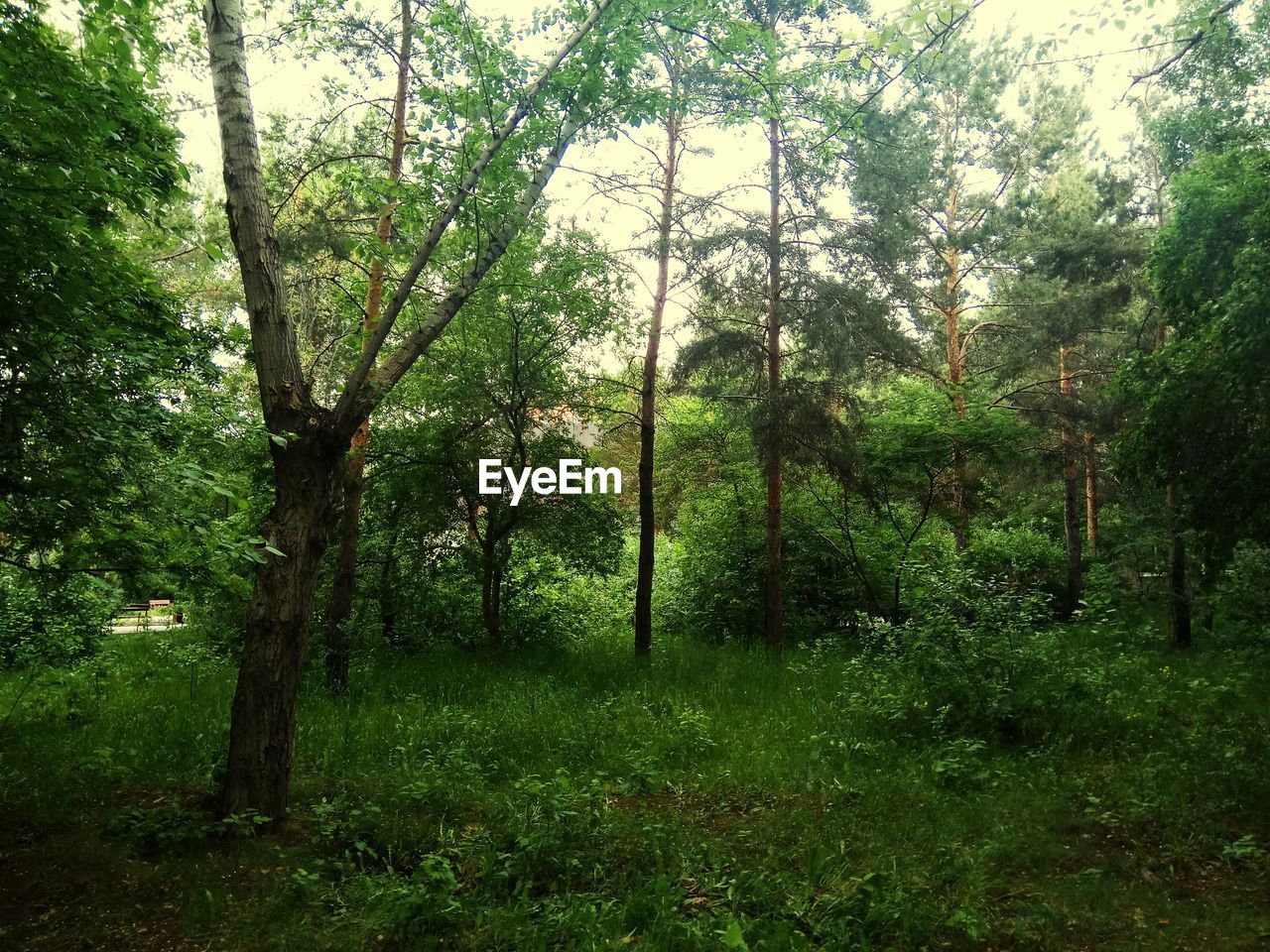 VIEW OF TREES IN FOREST