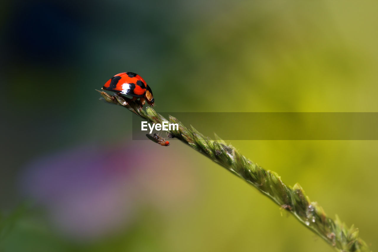 Ladybugs are blocked by flies