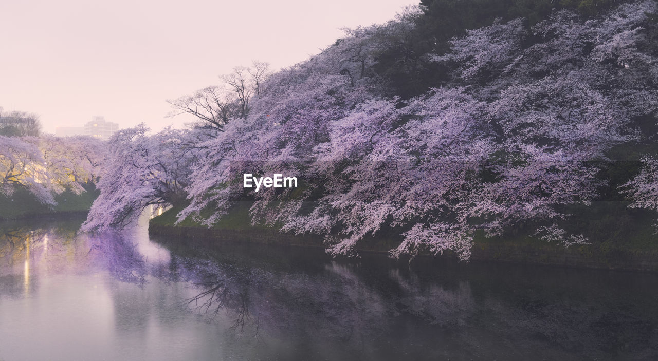 VIEW OF CHERRY TREES BY LAKE