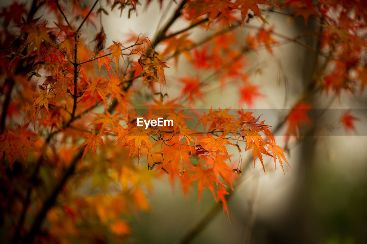 CLOSE-UP OF MAPLE LEAVES ON BRANCH