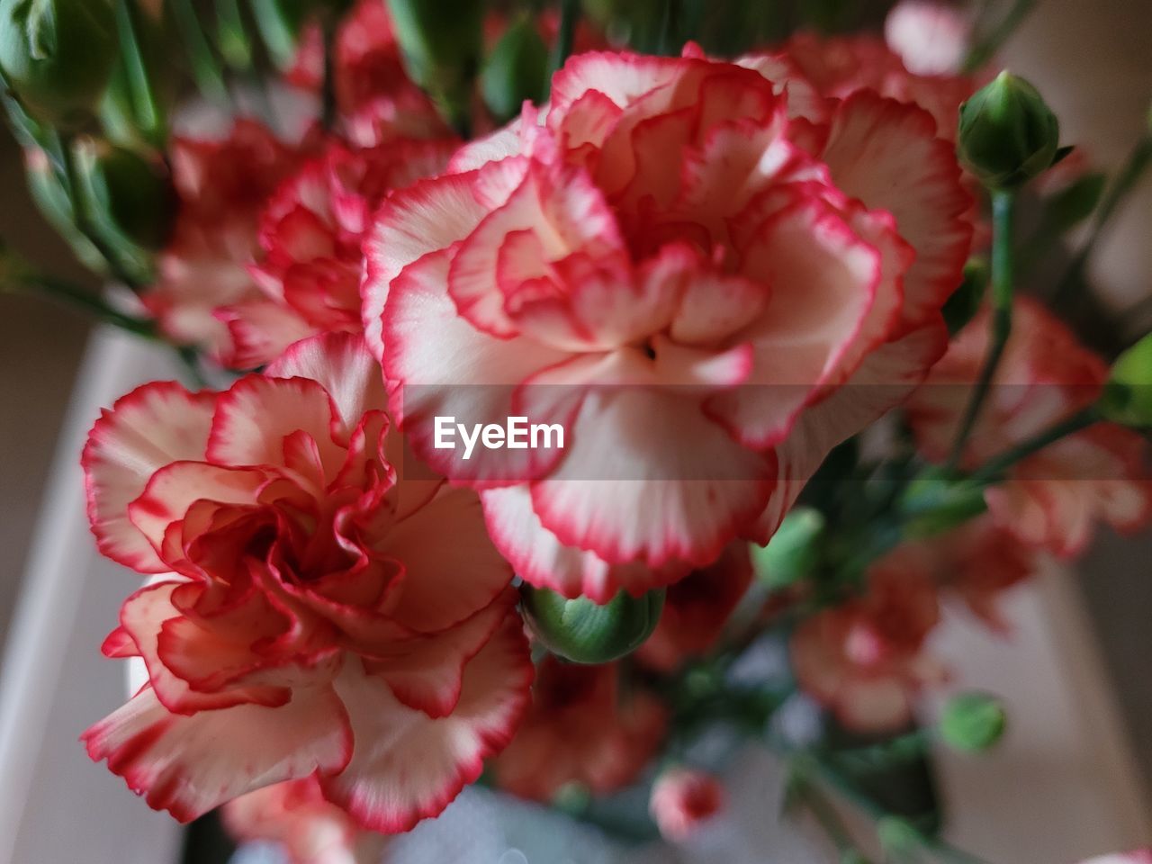 Close-up of pink flowers