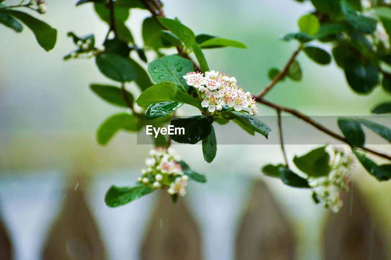 CLOSE-UP OF FLOWERING PLANTS