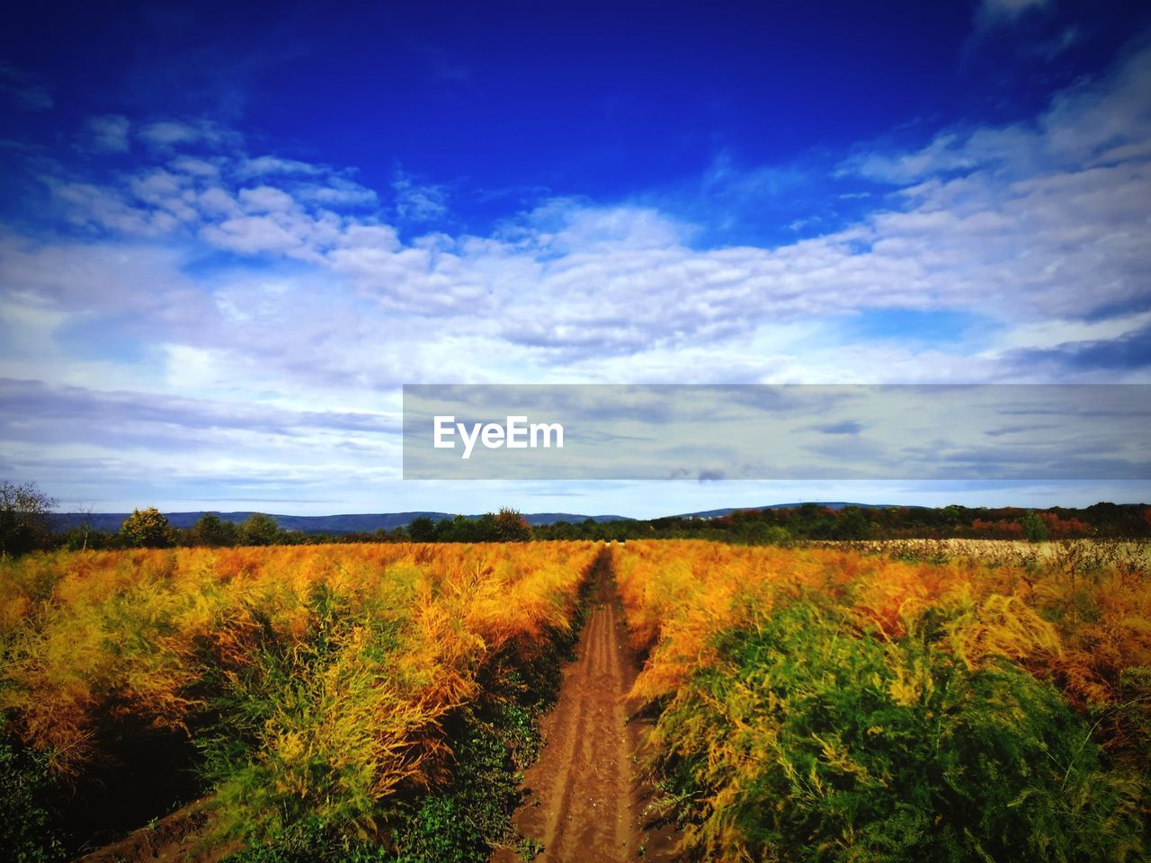 SCENIC VIEW OF FIELD AGAINST CLOUDY SKY