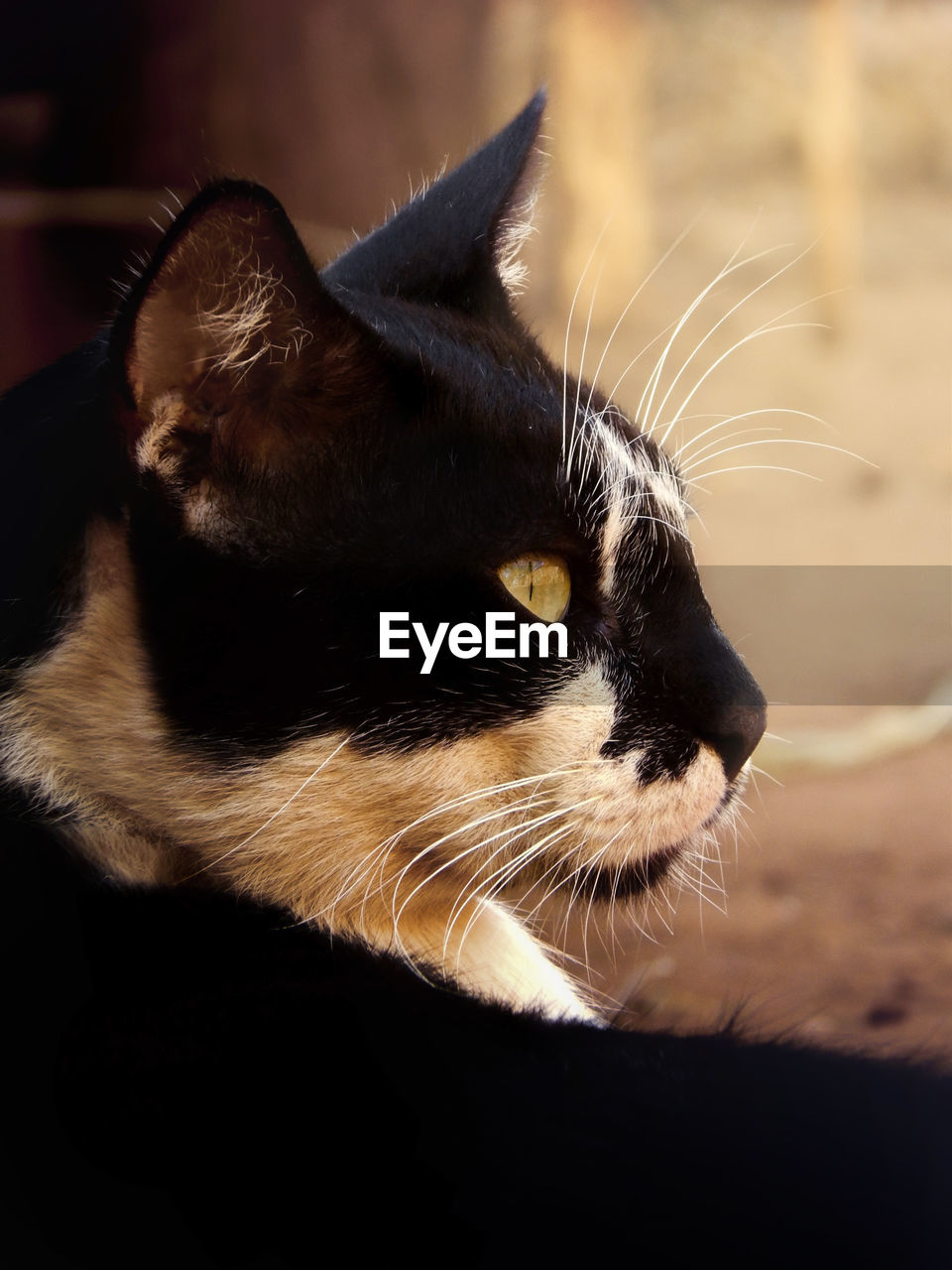 Close-up of a cat looking away