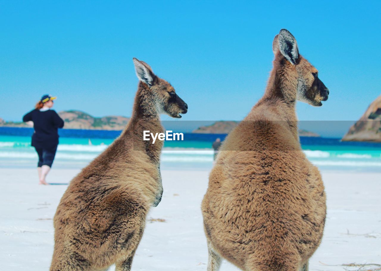 Kangaroos at beach against clear blue sky