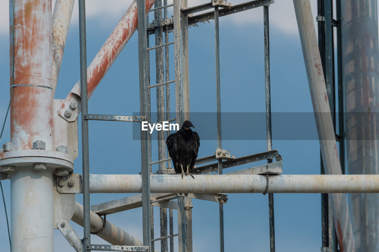Black vulture perched on the metal cross bar of a cell phone tower.
