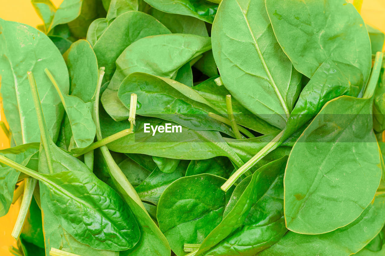 full frame shot of fresh green leaves