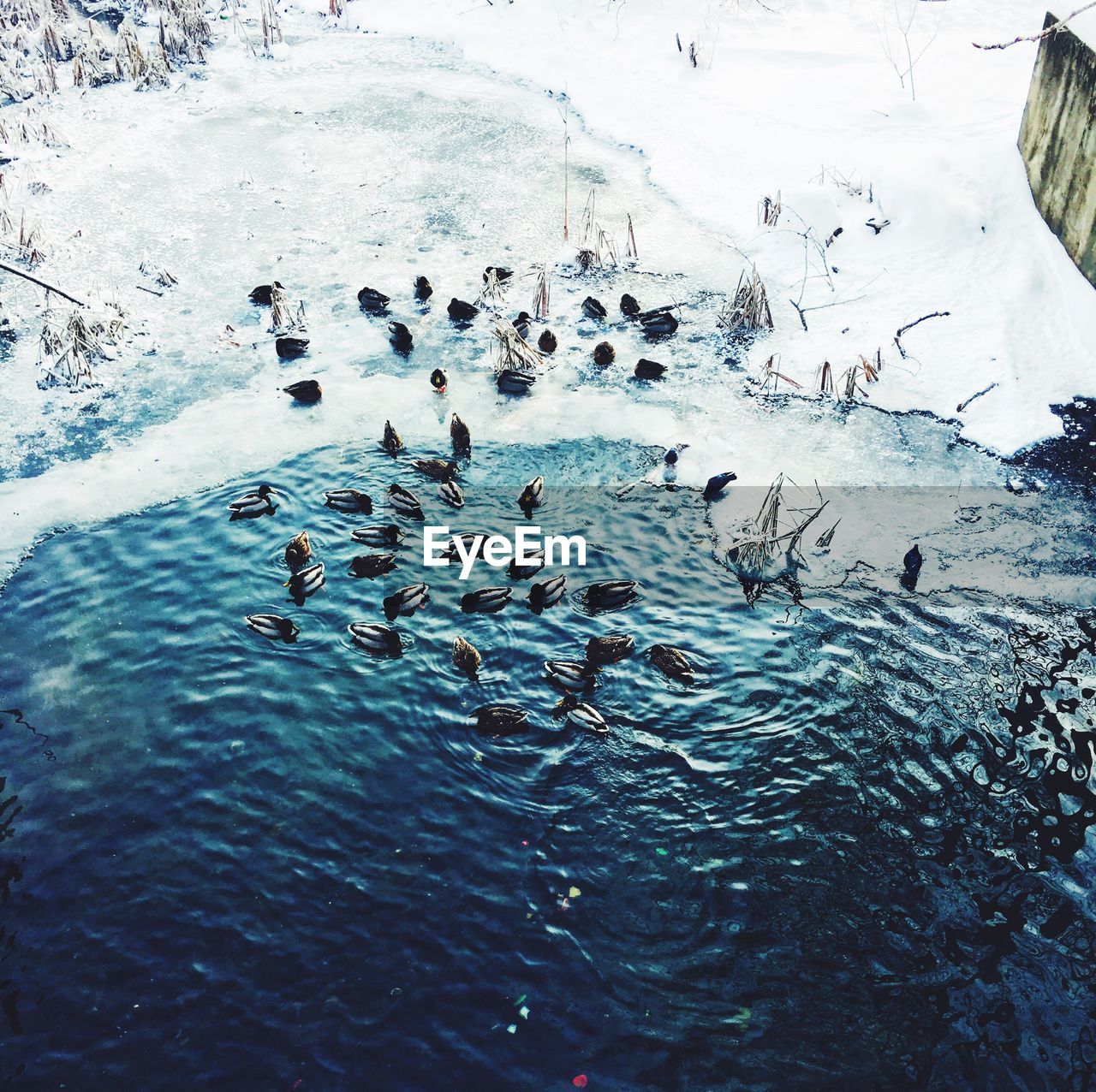 SWANS SWIMMING ON LAKE DURING WINTER