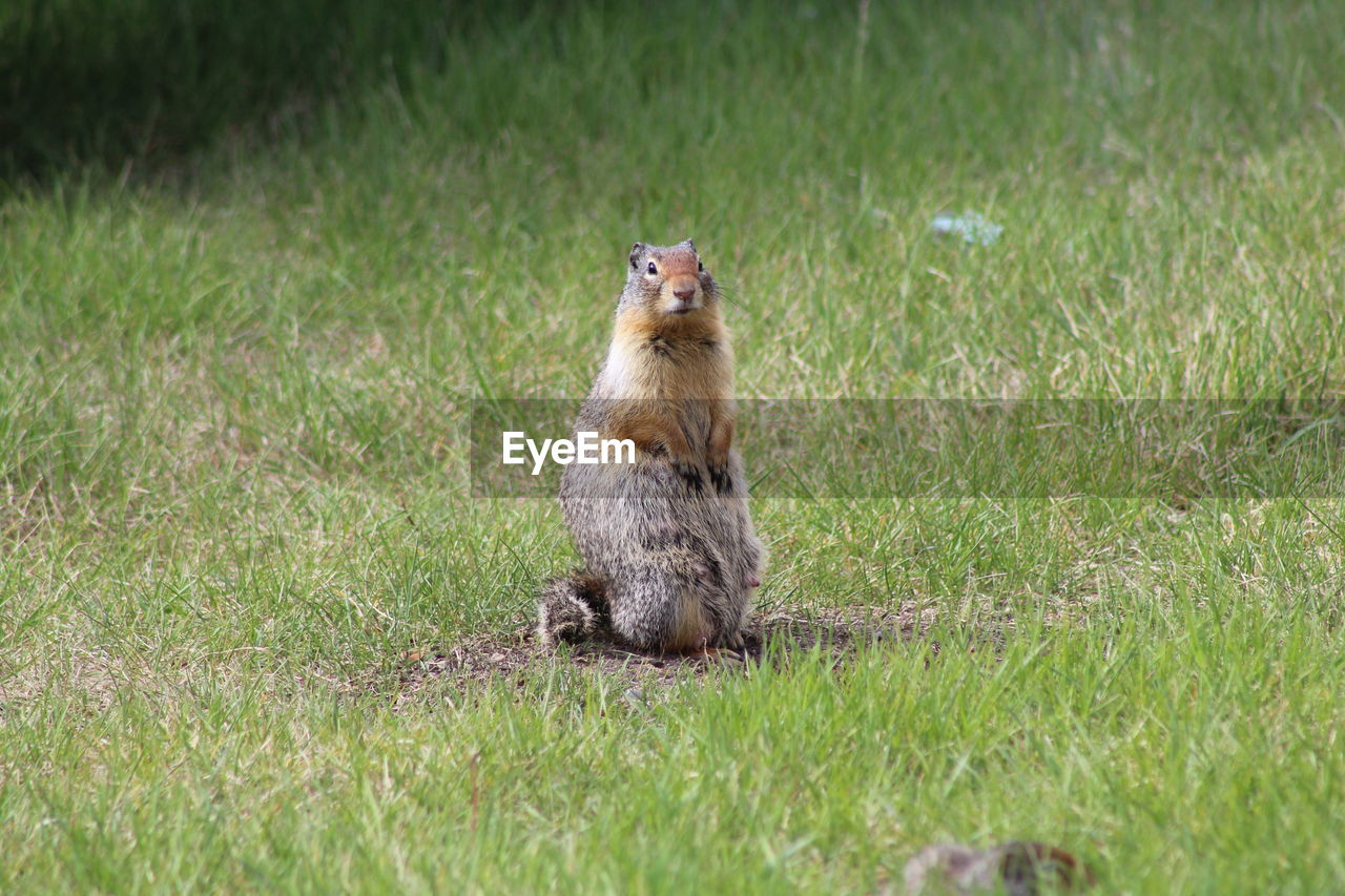 MEERKAT SITTING ON GRASS