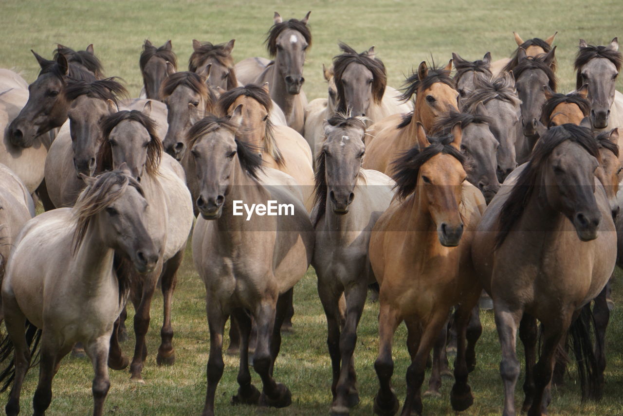 Front view of horses running on grass