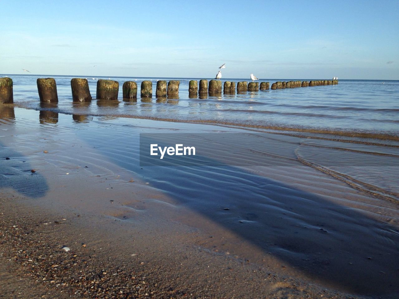 Row of wooden posts on beach