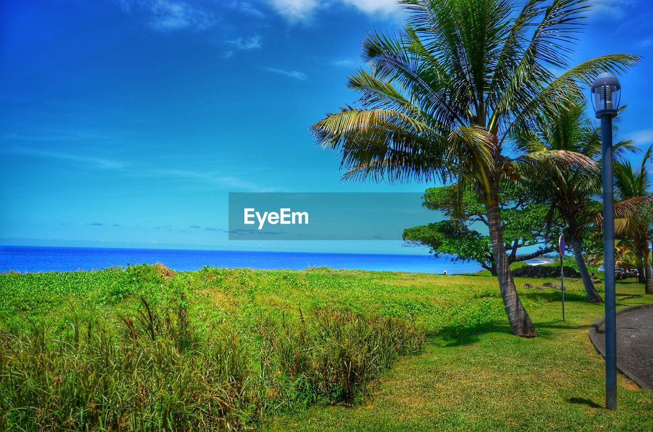 View of palm trees on beach