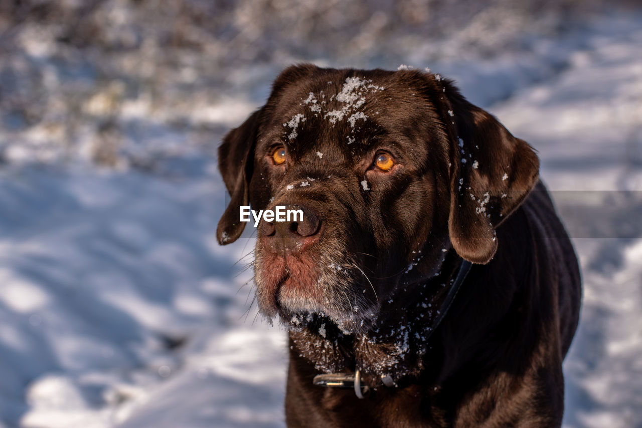 Close-up portrait of dog in snow