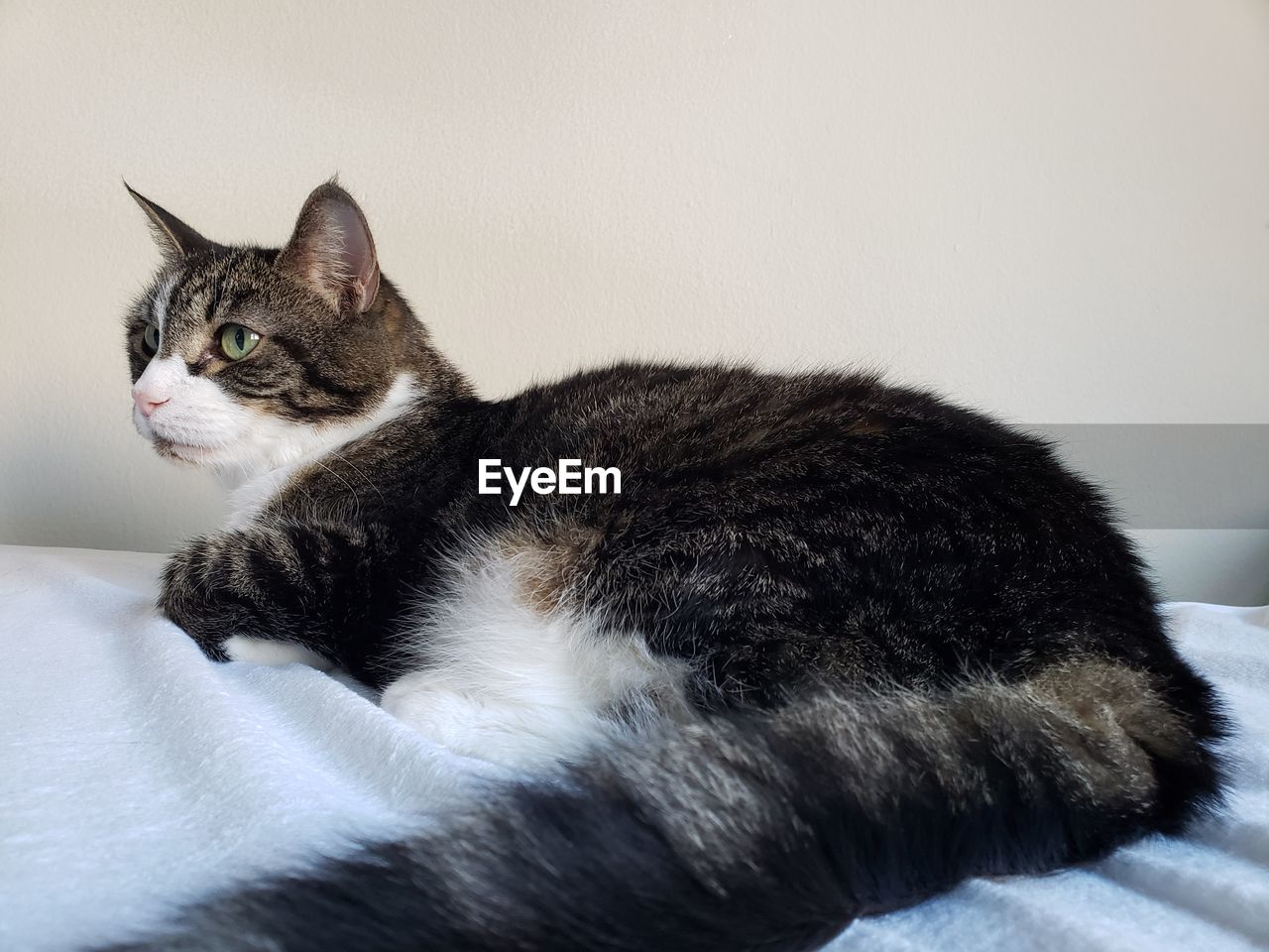 Close-up of a cat looking away