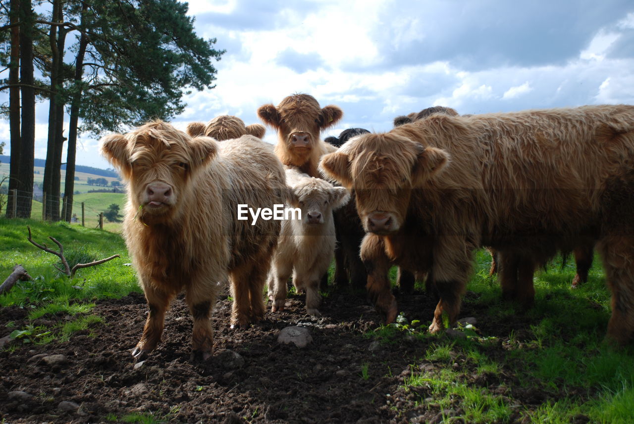 Highland cattle standing on field against sky