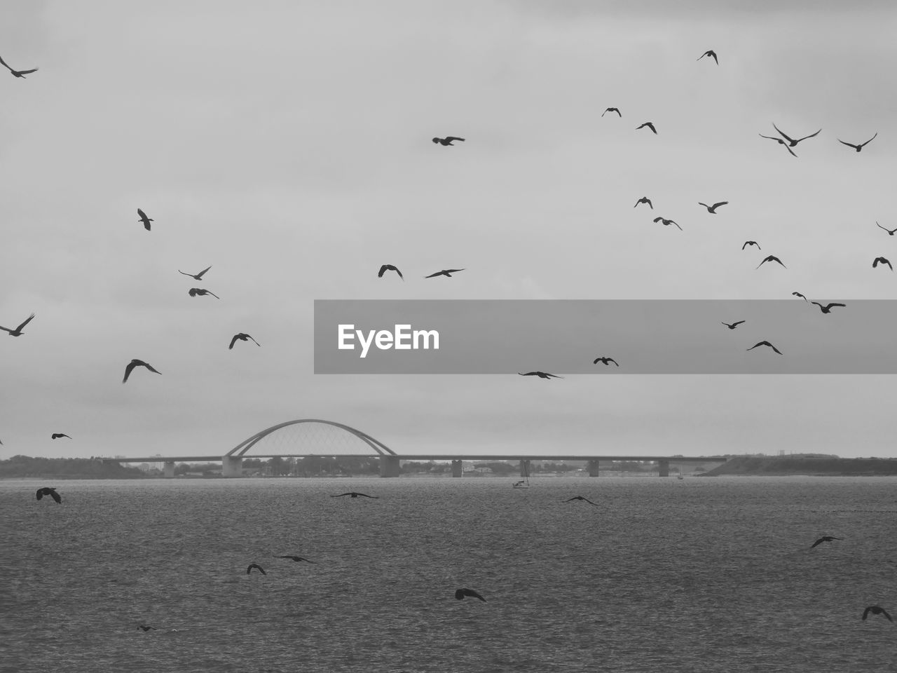 FLOCK OF BIRDS FLYING OVER SEA AGAINST SKY