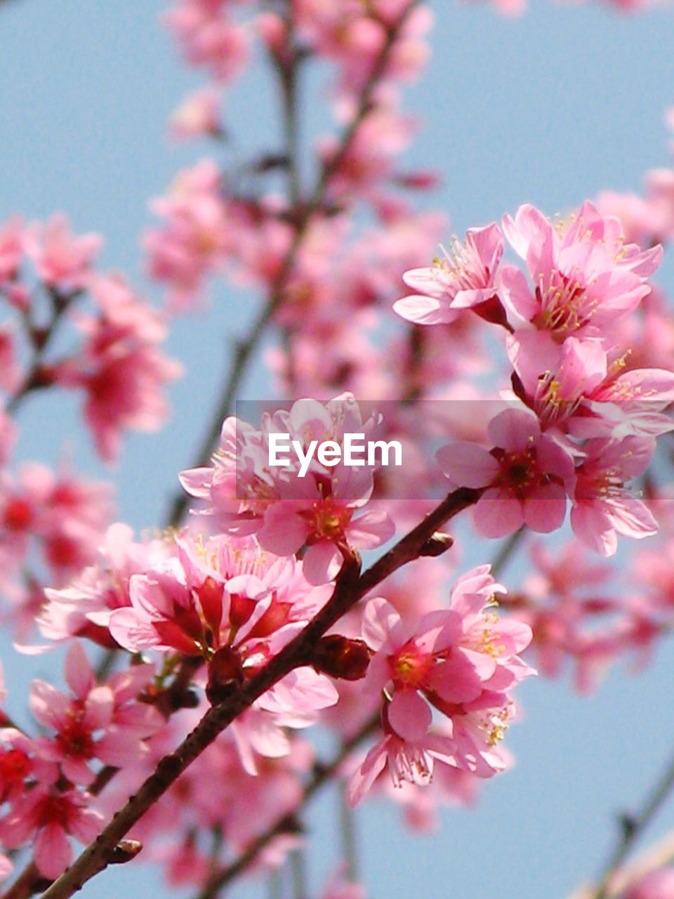 CLOSE-UP OF CHERRY BLOSSOMS