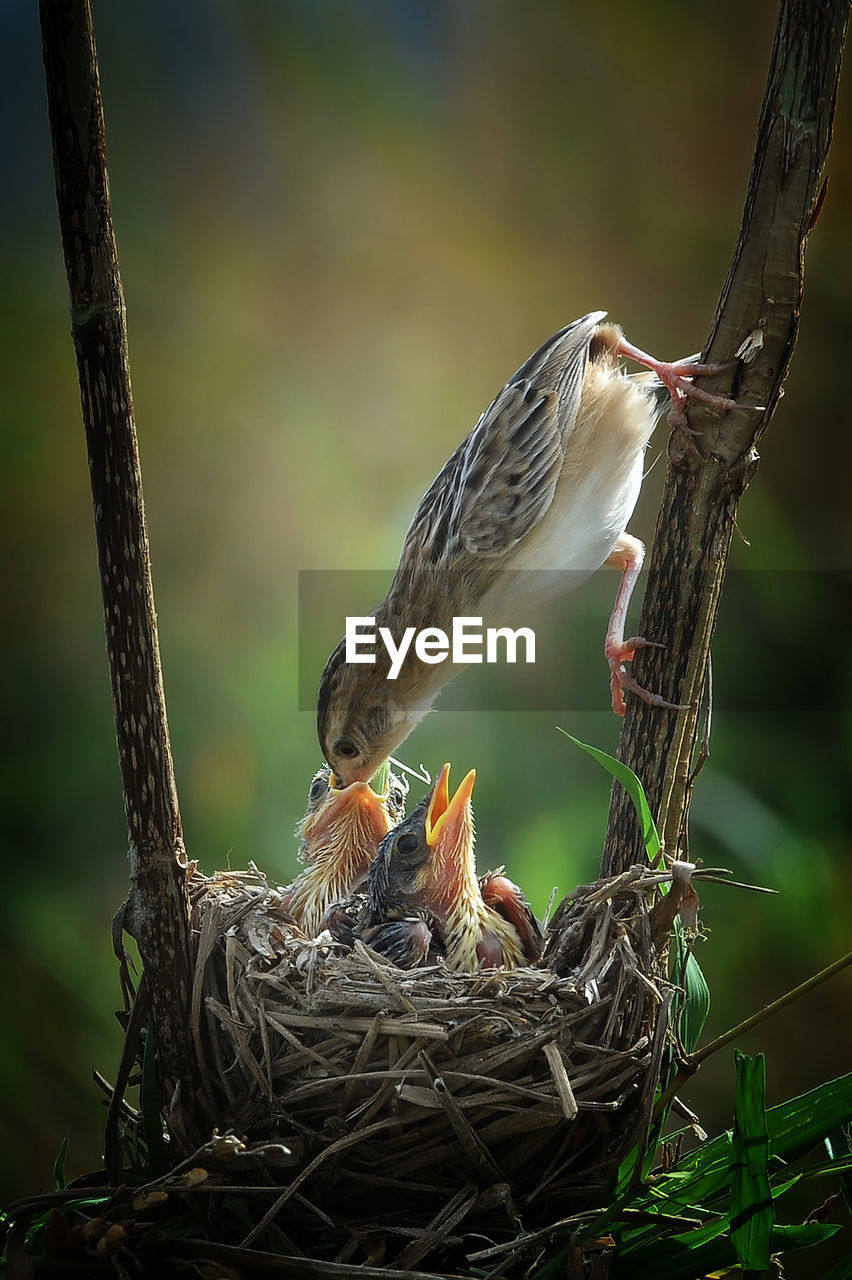 animal themes, animal, bird, animal wildlife, wildlife, nature, animal nest, branch, tree, beak, bird nest, group of animals, plant, perching, nest, no people, two animals, young animal, young bird, outdoors, focus on foreground
