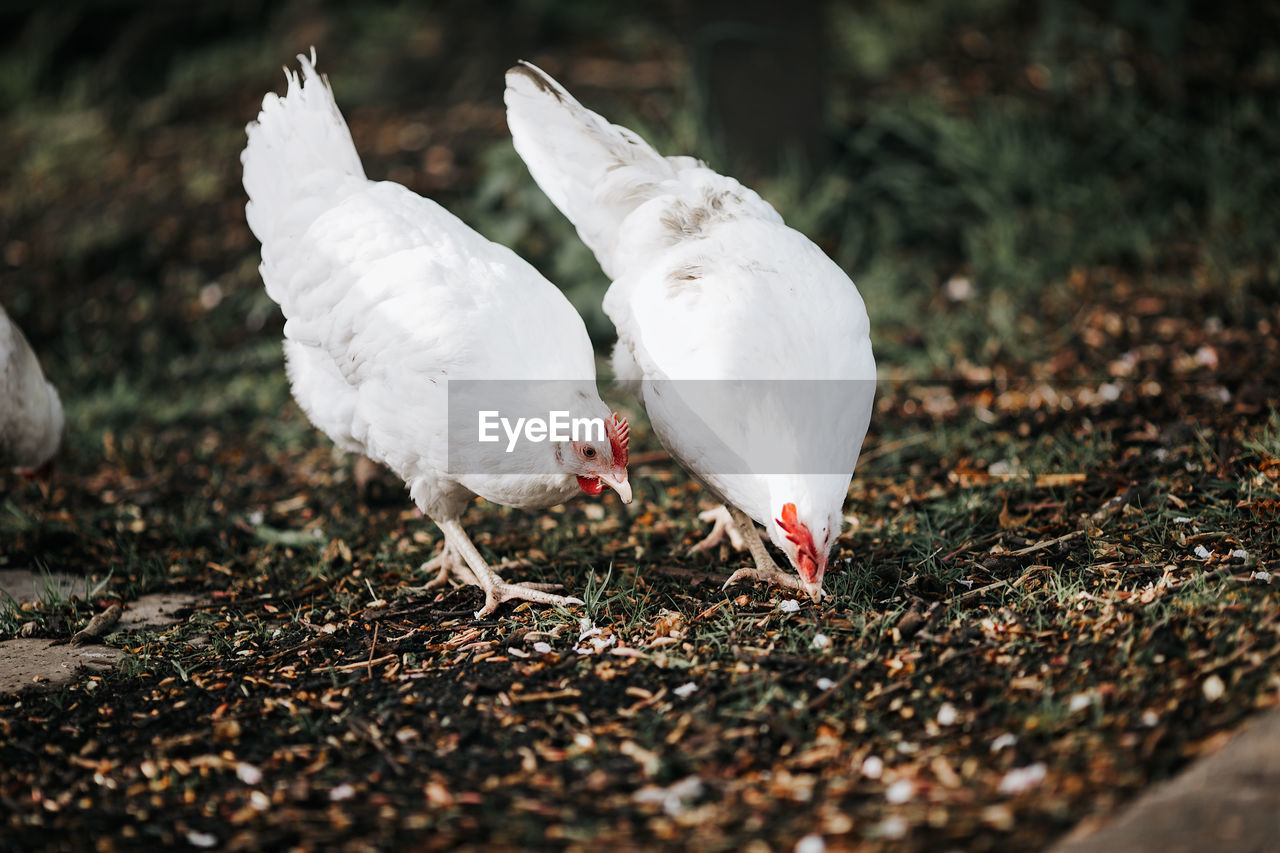 CLOSE-UP OF BIRDS IN FIELD