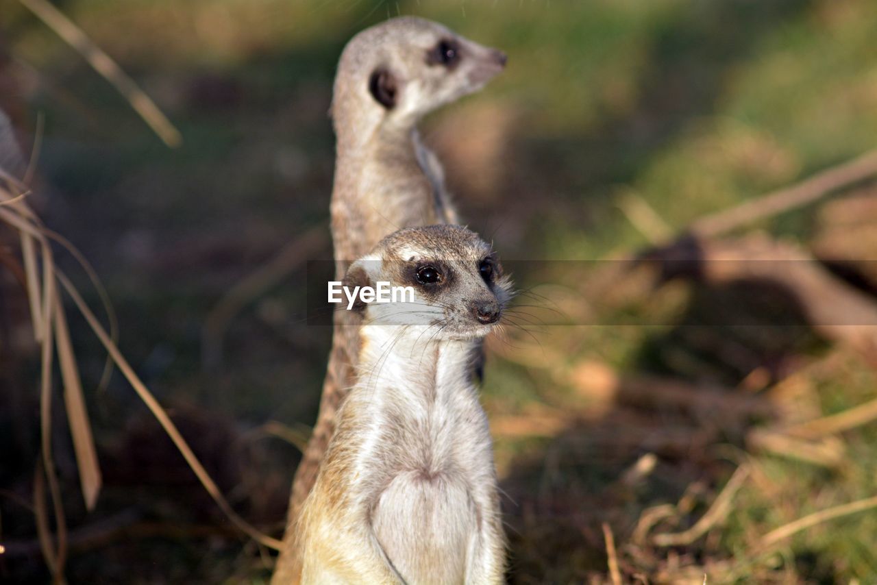 Close-up of 2 meerkats bemused.