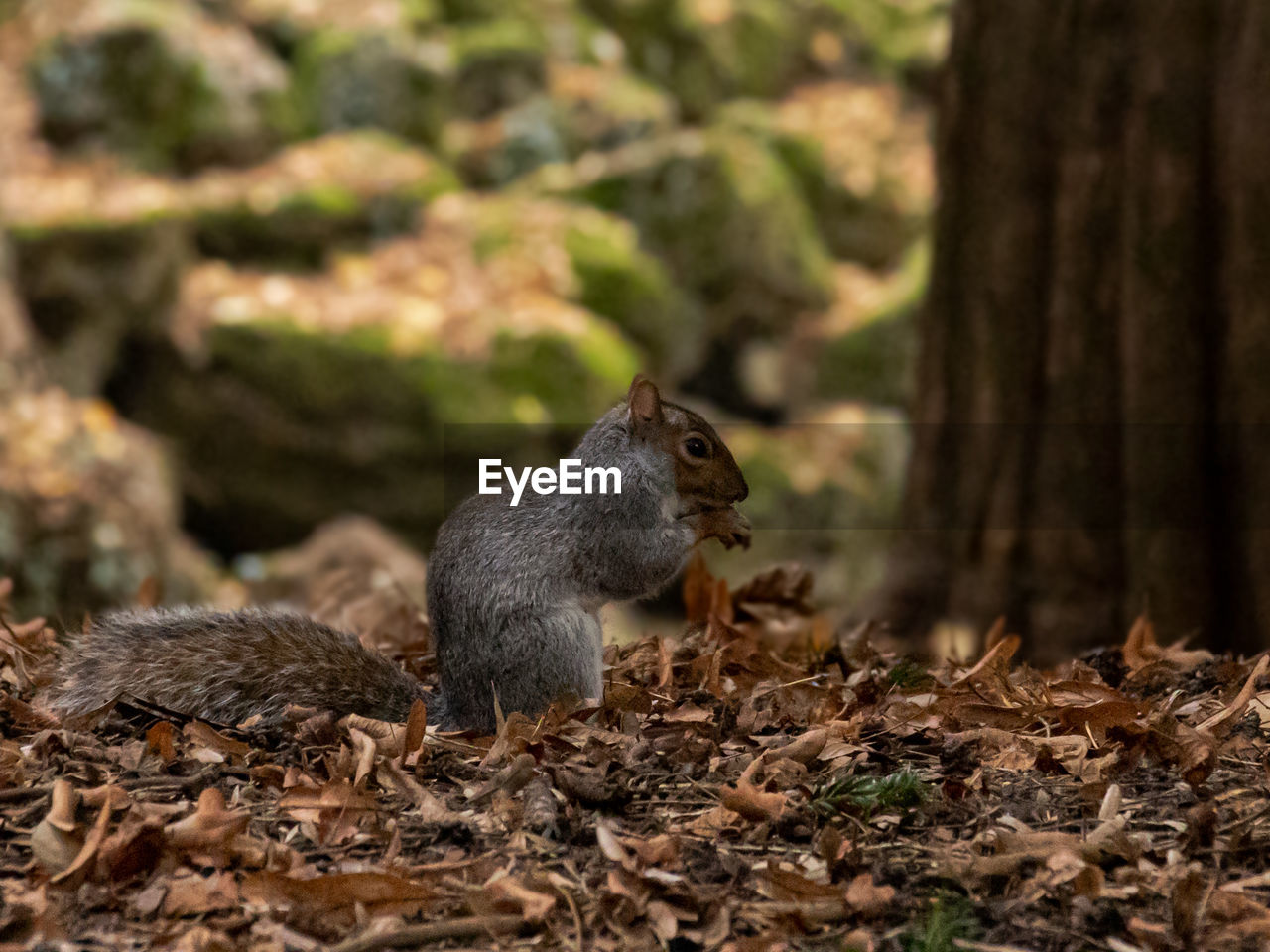 Close-up of squirrel near a tree trunk