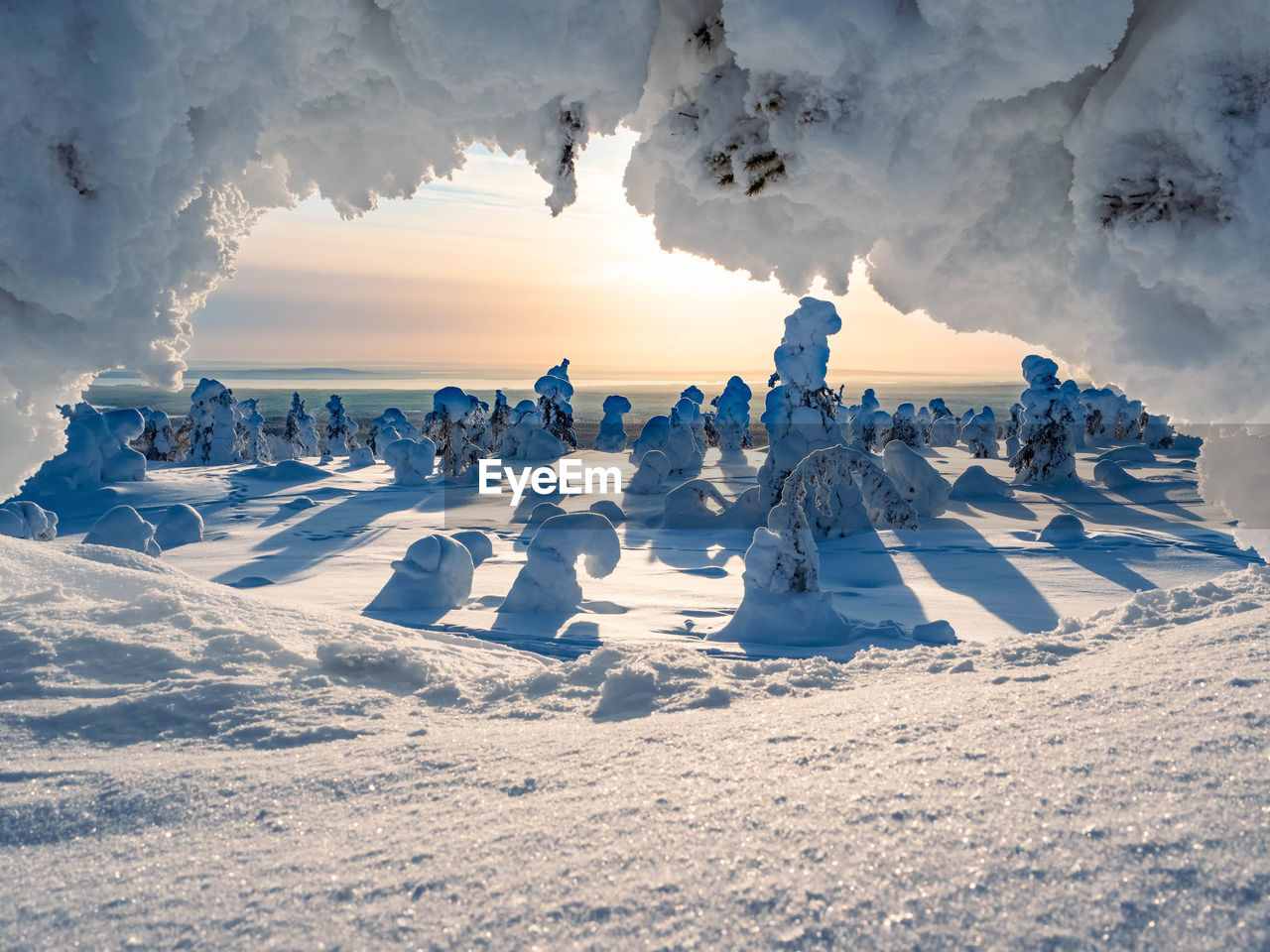 Crown snow-load on trees in riisitunturi national park, posio, finland