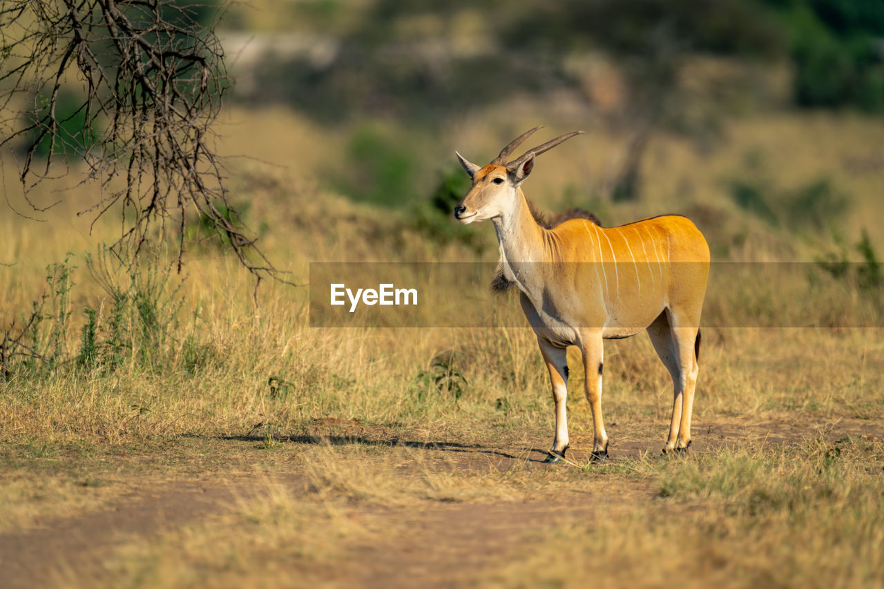 side view of deer standing on field