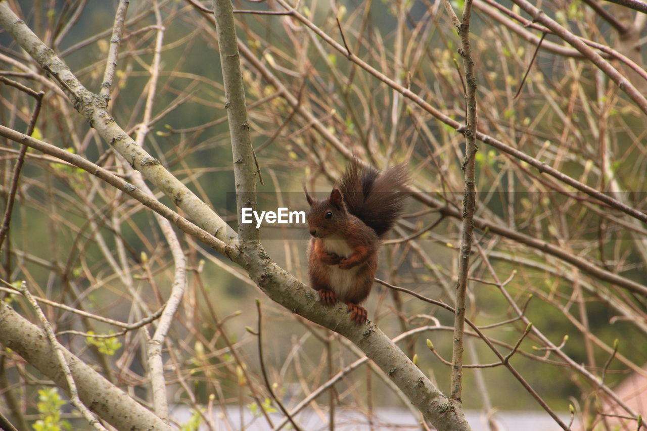 Squirrel on tree branch