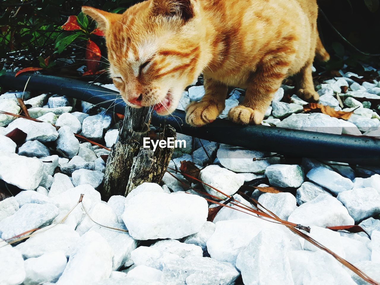 CATS LYING ON ROCK