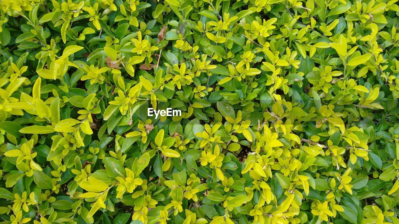 FULL FRAME SHOT OF GREEN PLANTS