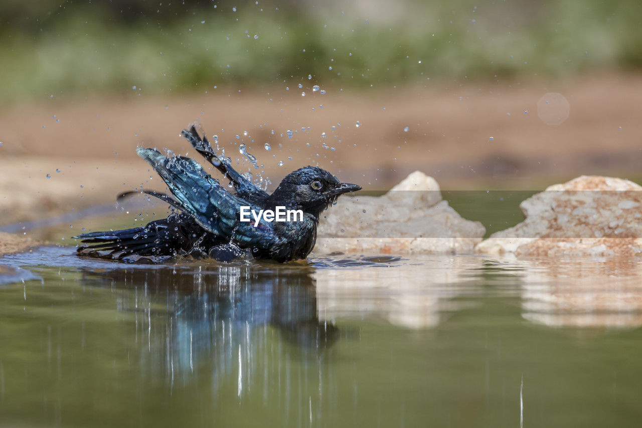 animal themes, animal, bird, nature, animal wildlife, water, wildlife, one animal, no people, lake, reflection, outdoors, day, selective focus, reptile