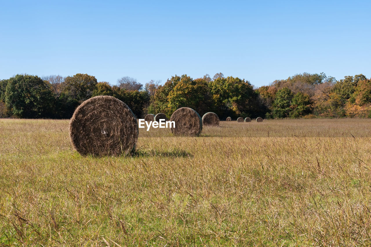 Side view of large round bales of hay resembling wheels scattered across a field on a sunny day.