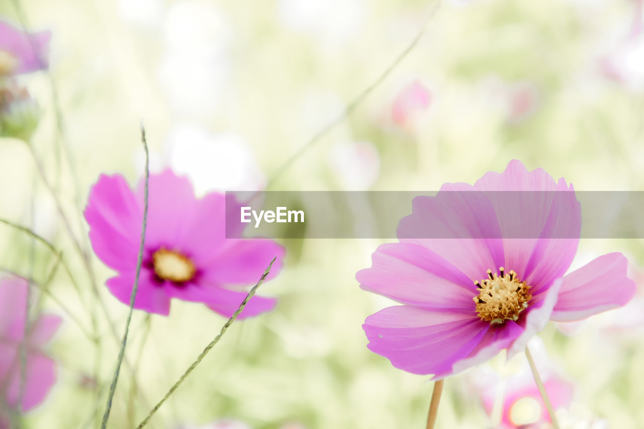 Close-up of pink cosmos flower