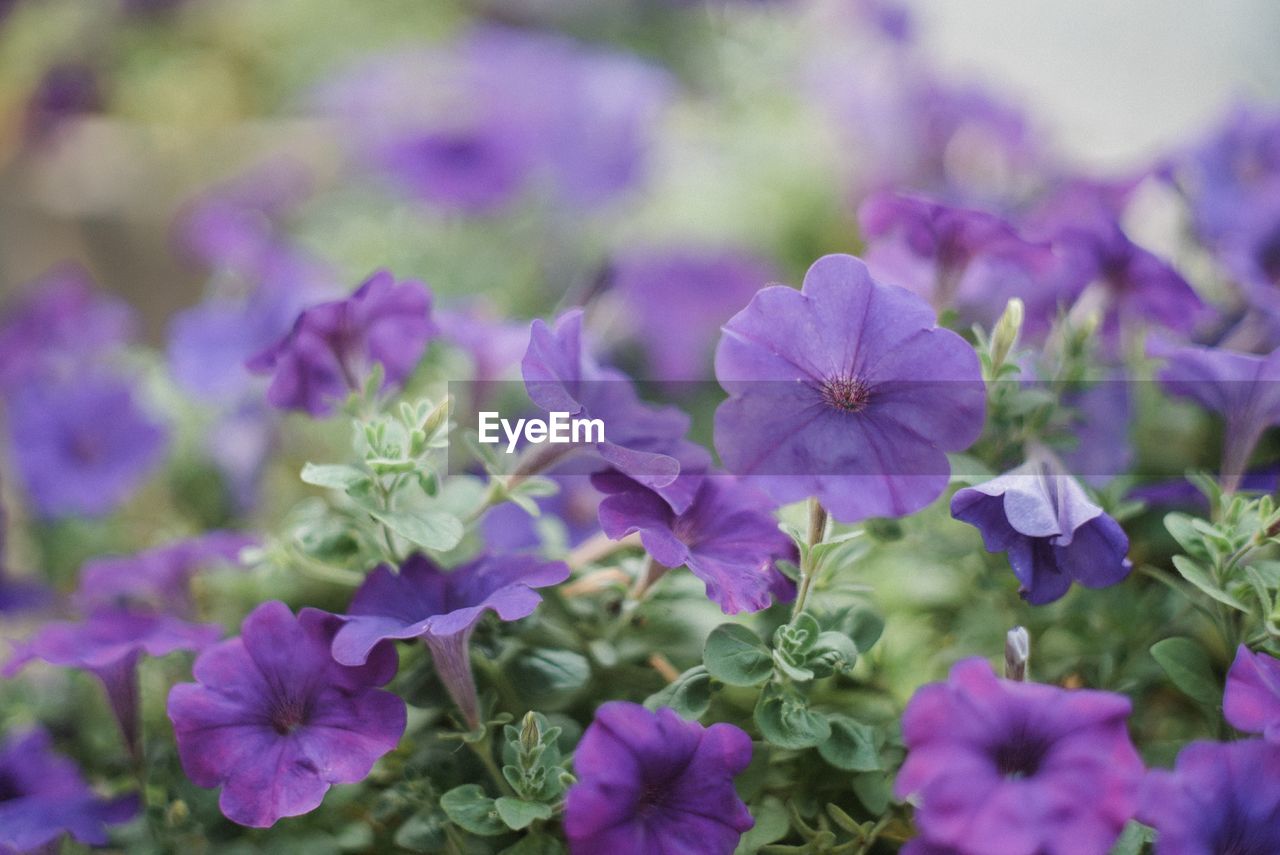 CLOSE-UP OF PURPLE FLOWERING PLANT