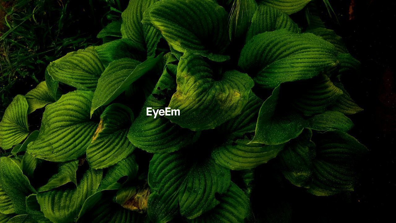 CLOSE-UP OF GREEN FERN