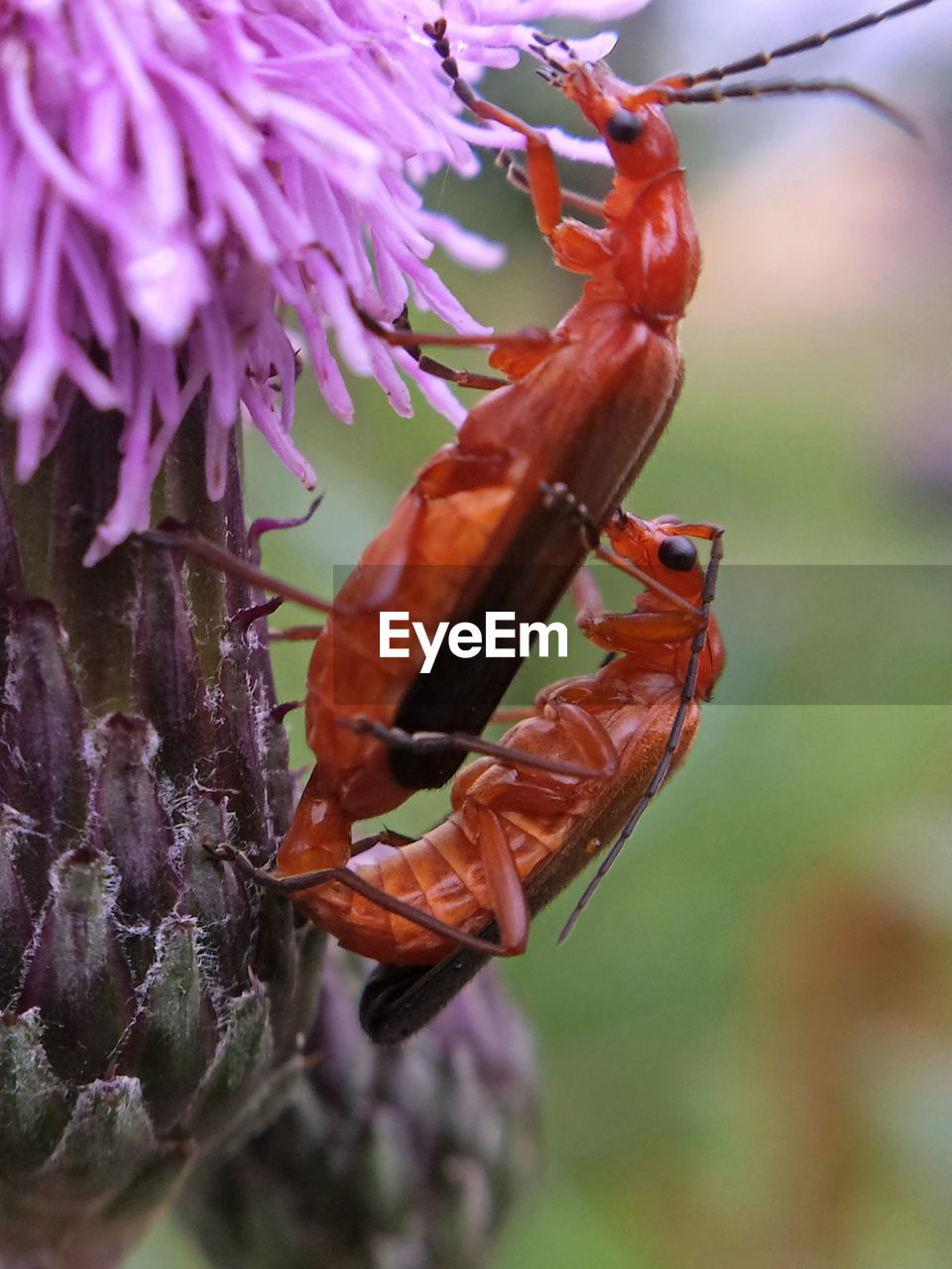 Close-up of insect on flower