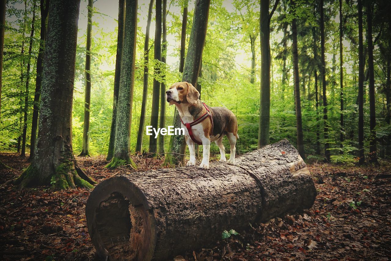 Portrait of dog on tree stump in forest