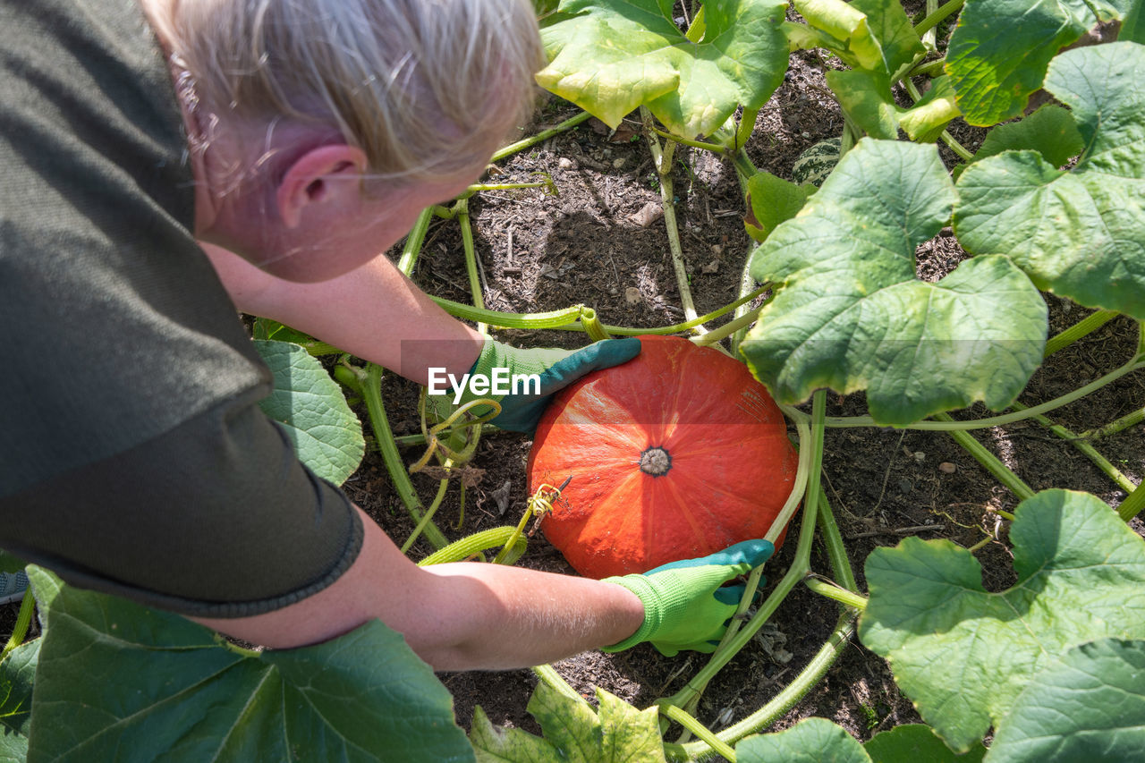 Gardener cuts ripe pumpkins from the leaves with scissors in her garden