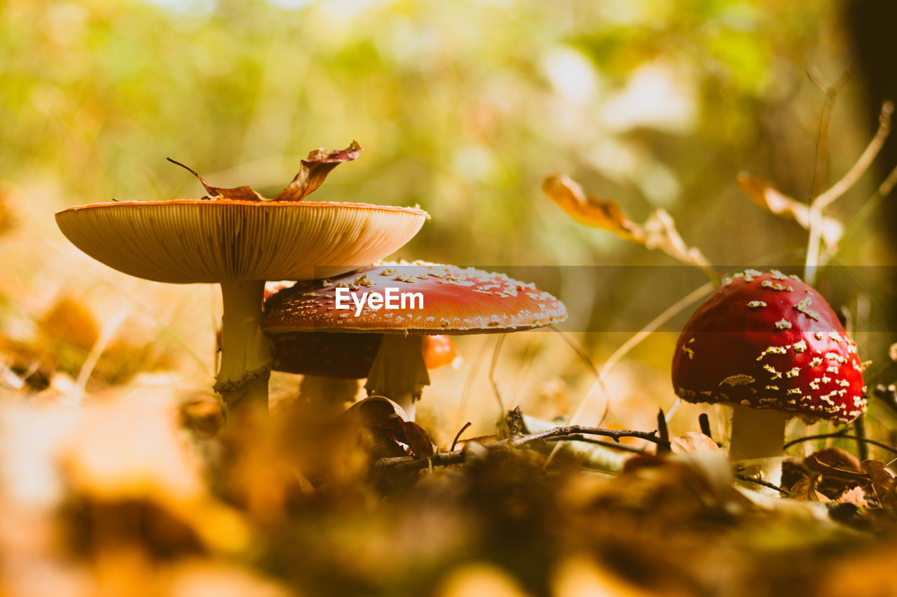 CLOSE-UP OF FLY AGARIC MUSHROOM