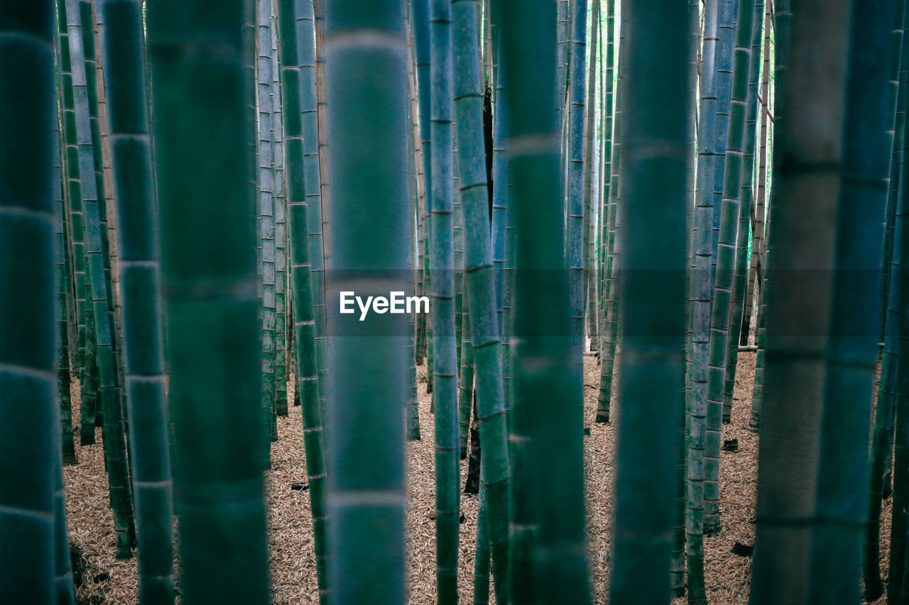 Full frame shot of bamboo grove