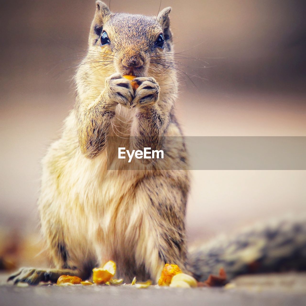 Close-up of squirrel