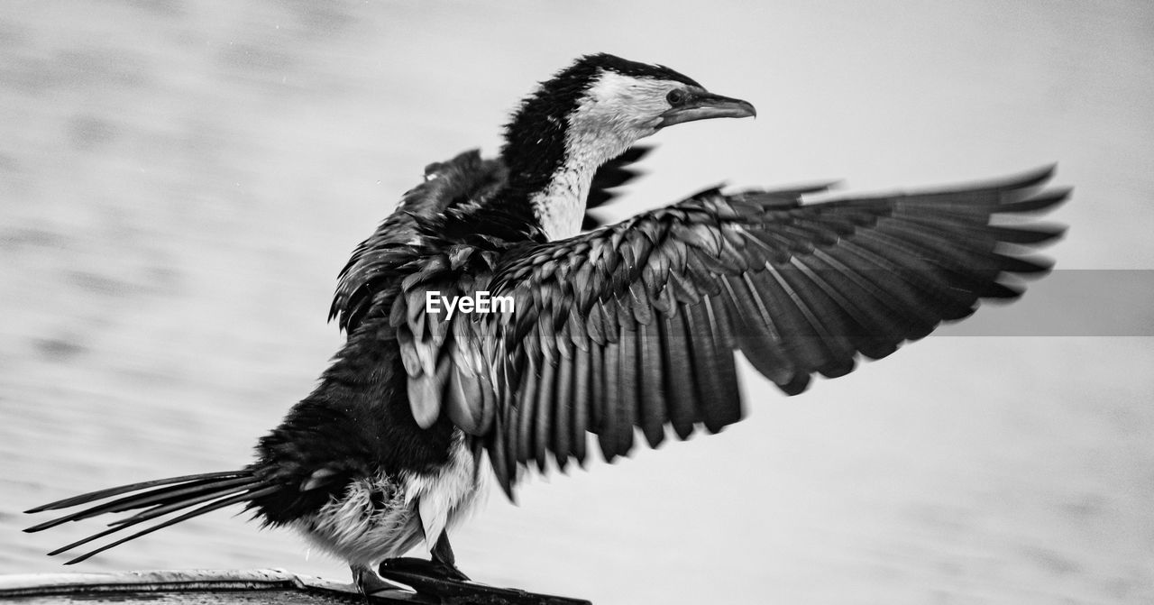 Close-up of bird drying wings in black and white